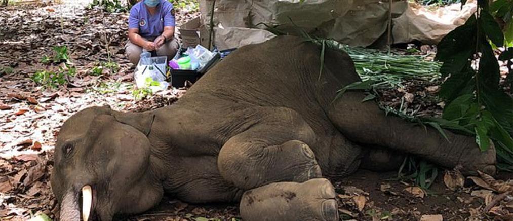 Φρίκη: Τάισαν έγκυο ελεφαντίνα ανανά με κροτίδα (σκληρές εικόνες)
