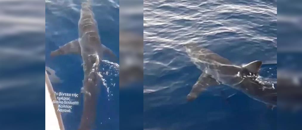 Καρχαρίας έκανε την εμφάνισή του στον κόλπο του Λαγανά (βίντεο)