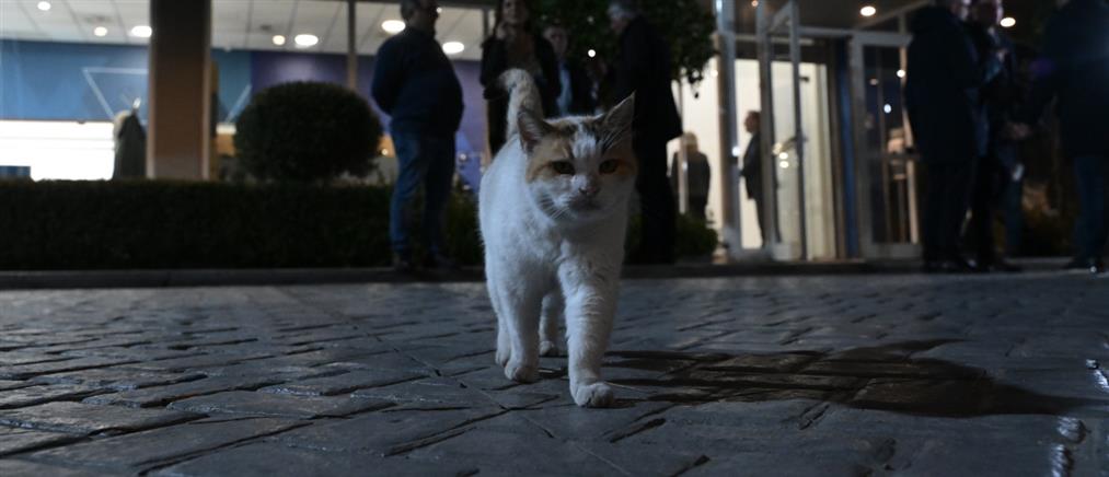 Ρόδος: Δικογραφία και πρόστιμο στον άνδρα που πυροβόλησε και σκότωσε γατάκι