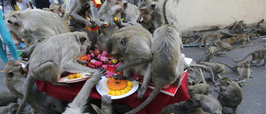 Ταϊλάνδη - Pra Prang Sam Yot - Μπανγκόκ - μαϊμούδες - ετήσιο φεστιβάλ Monkey Buffet