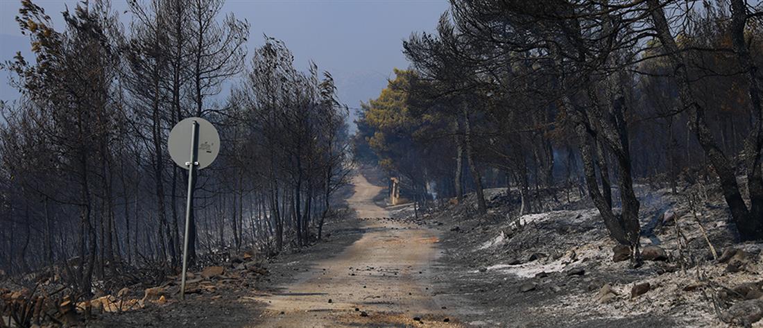 Φωτιά στα Βίλια: Πάνω από 94000 στρέμματα η καμένη γη