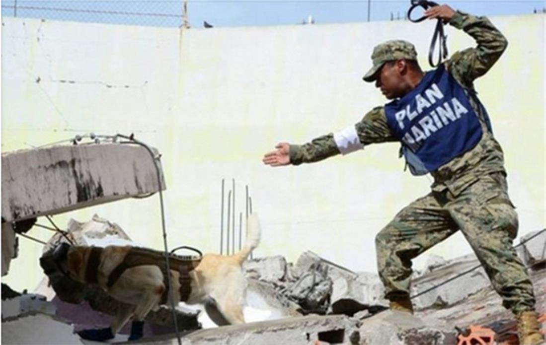 Σκύλος - Φρίντα - σεισμός - Μεξικό