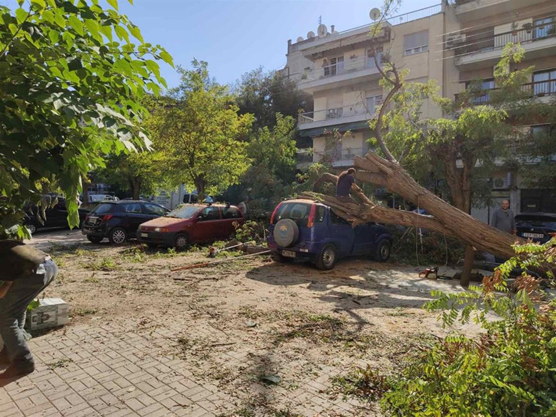 πτώση δέντρου - αυτοκίνητο - Θεσσαλονίκη
