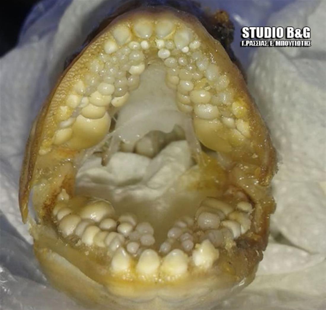 Ψάρι - ανθρώπινα δόντια - Αργολίδα