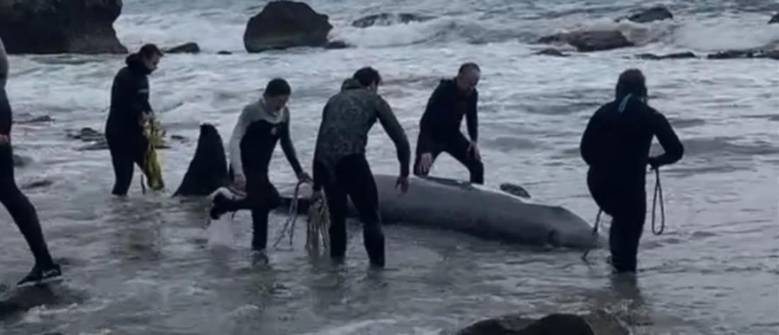 Κέρκυρα - Φάλαινες: Επιχείρηση διάσωσης για δύο κήτη (εικόνες)