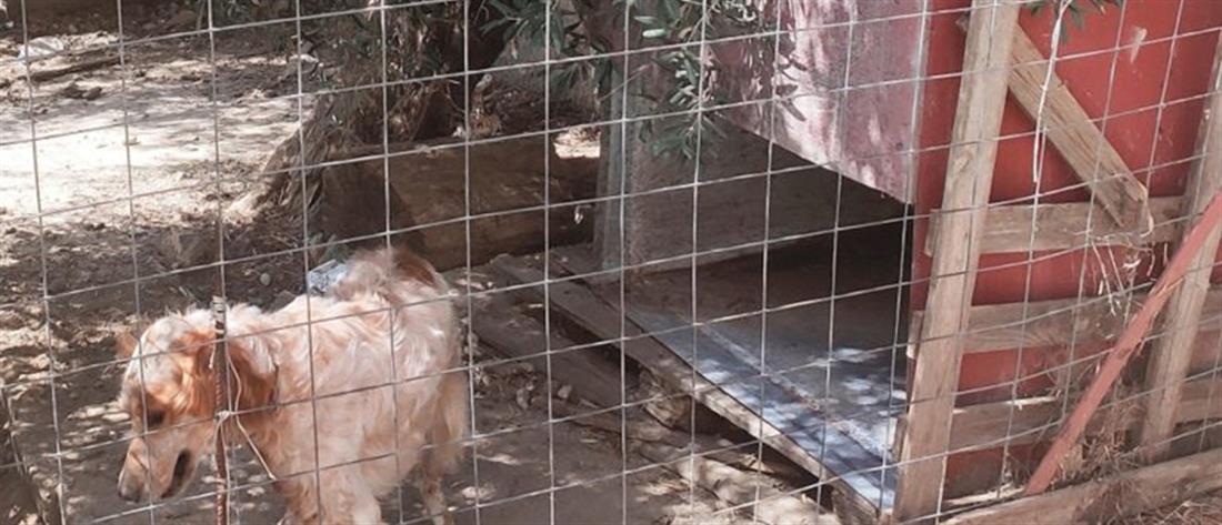 Χανιά: Στα κρατητήρια μητέρα δύο ανήλικων παιδιών για ένα… σκυλόσπιτο (εικόνες)