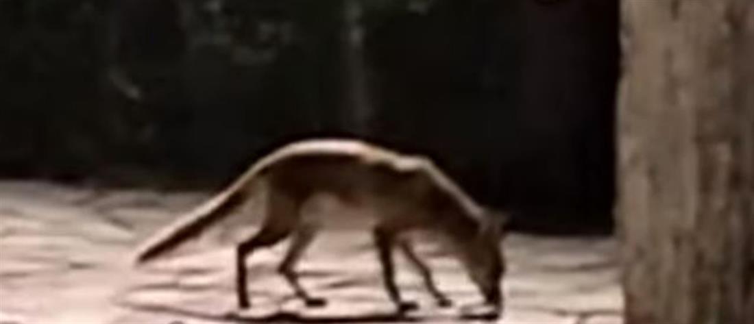 Λαμία: Αλεπού “κόβει” βόλτες σε πλατεία (βίντεο)