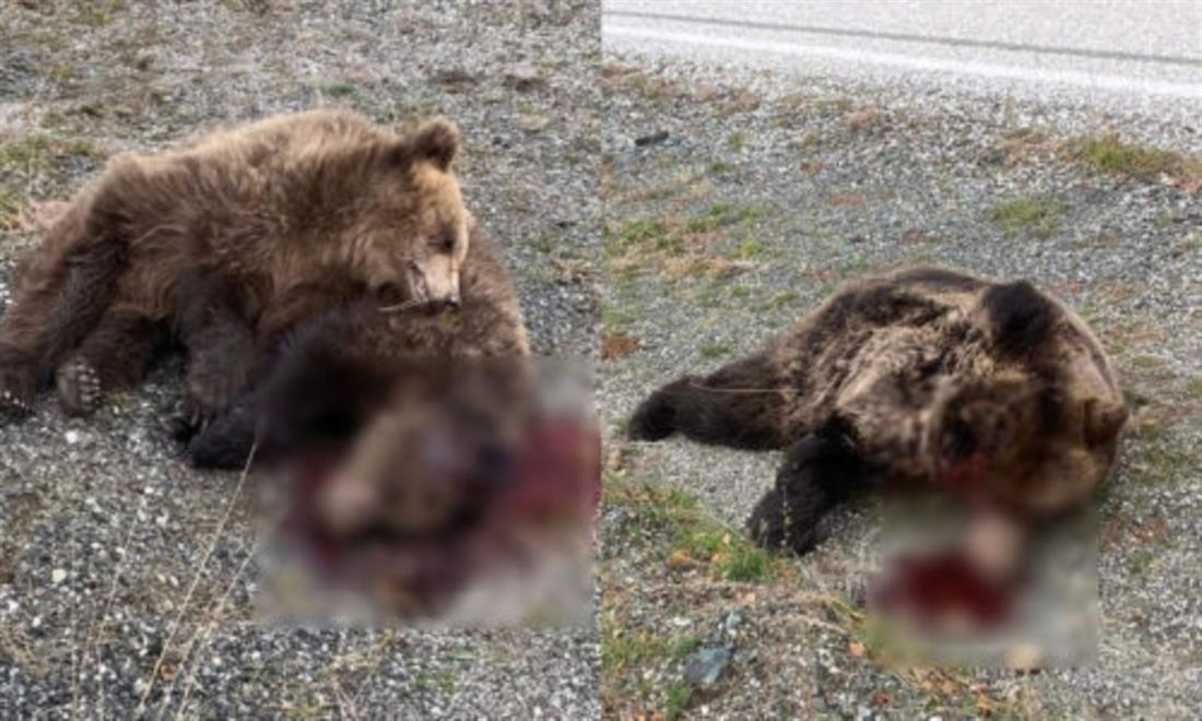 Κόνιτσα - Νεκρές αρκούδες - Πυροβολισμοί