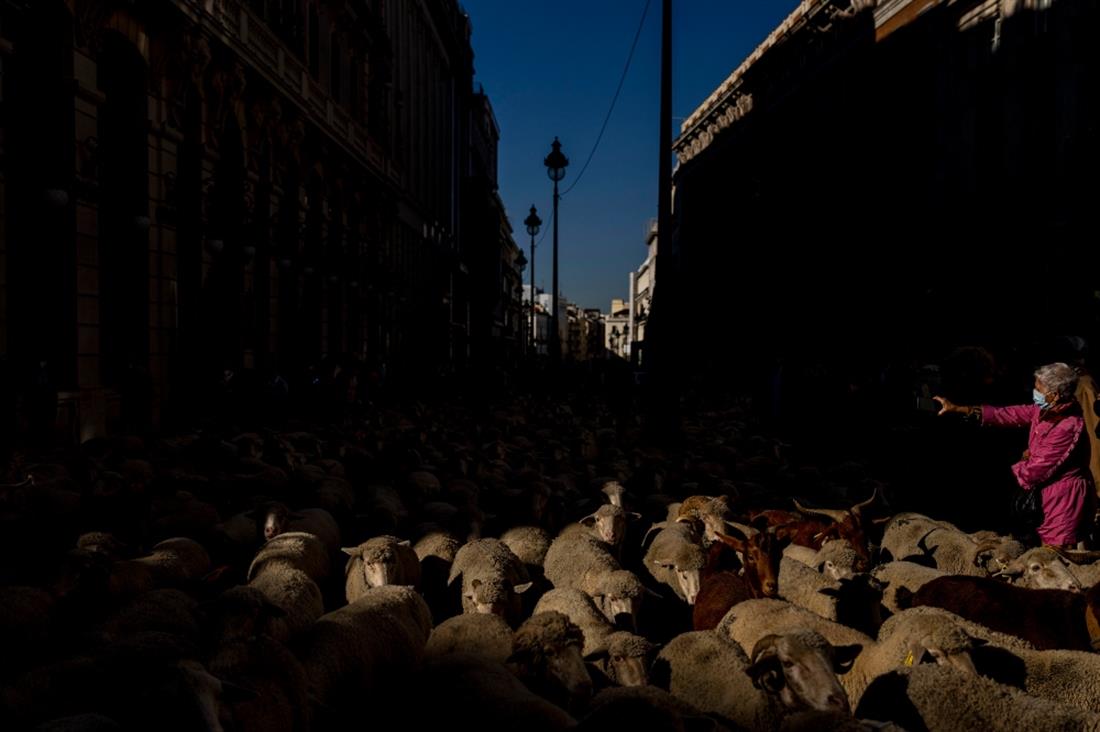 Μαδρίτη - πρόβατα