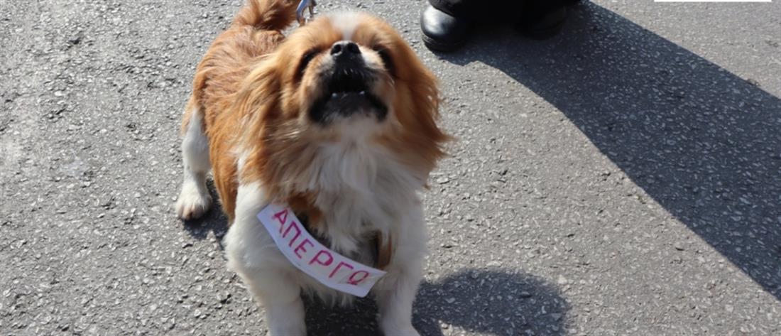 Viral o σκύλος... απεργός στην Ξάνθη (εικόνες)