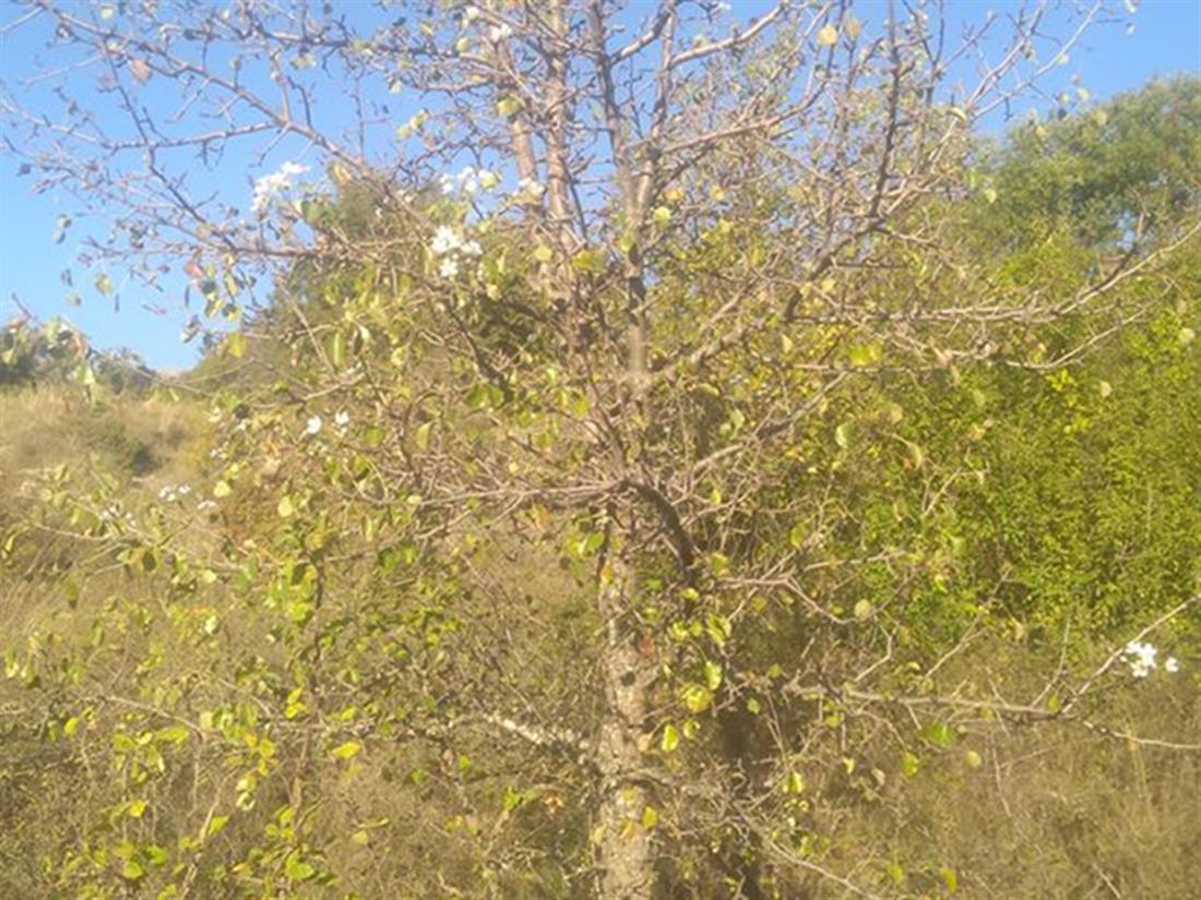 Καρυδοχώρι Σερρών - ανθιση δέντρων - Αχλαδιές - φθινοπωρο