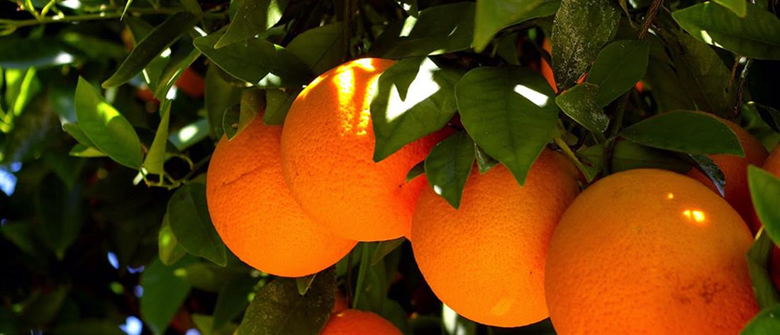 Δέντρο - πορτοκάλια - πορτοκαλιά