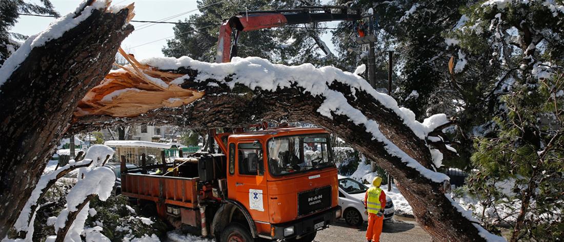 κακοκαιρία - πεσμένα δέντρα - πυροσβεστική - εναερίτες - χιόνι