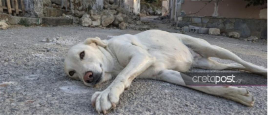 Σεισμός στο Ηράκλειο: Ένας σκύλος τριγυρνά μόνος στα ερείπια (εικόνες)