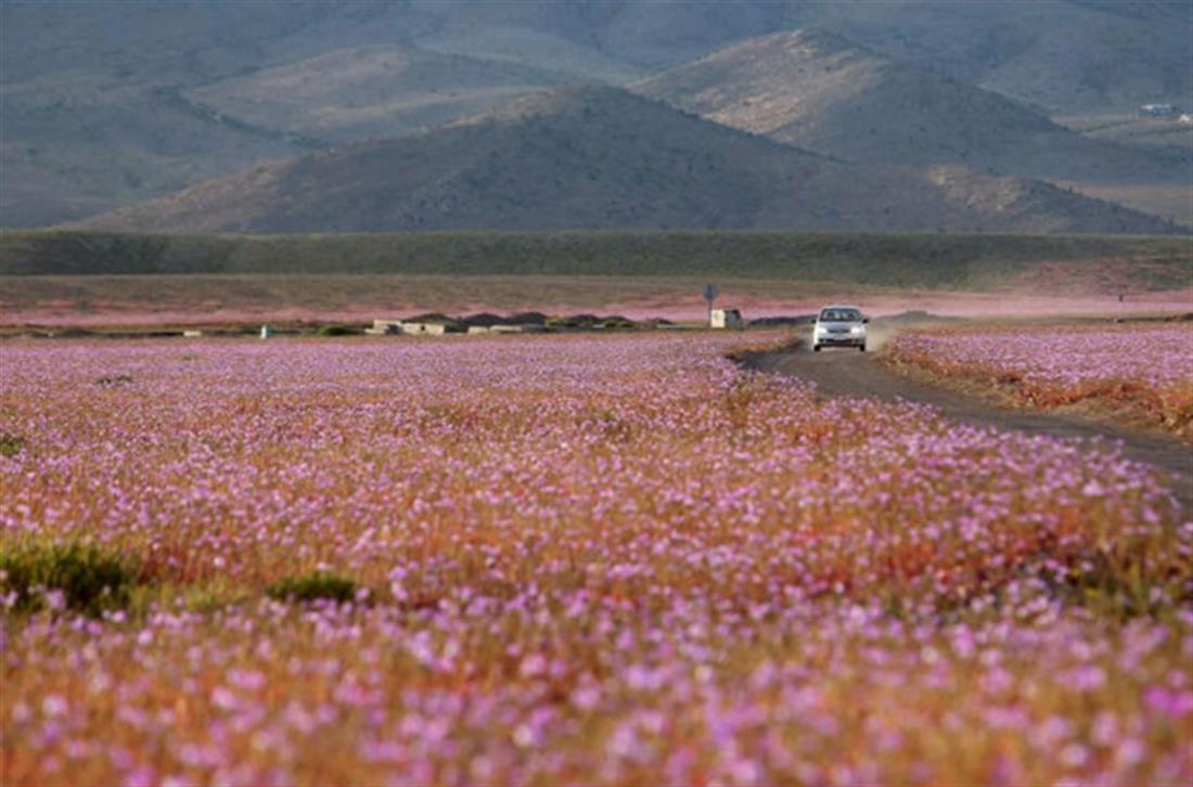 έρημος Ατακάμα - Χιλή - Ελ Νίνιο - λιβάδι