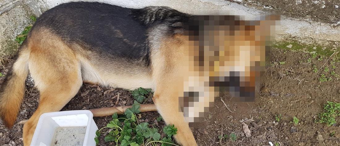 Διδυμότειχο: Σκότωσαν σκυλιά με φόλες που σκόρπισαν στην πόλη (σκληρές εικόνες)