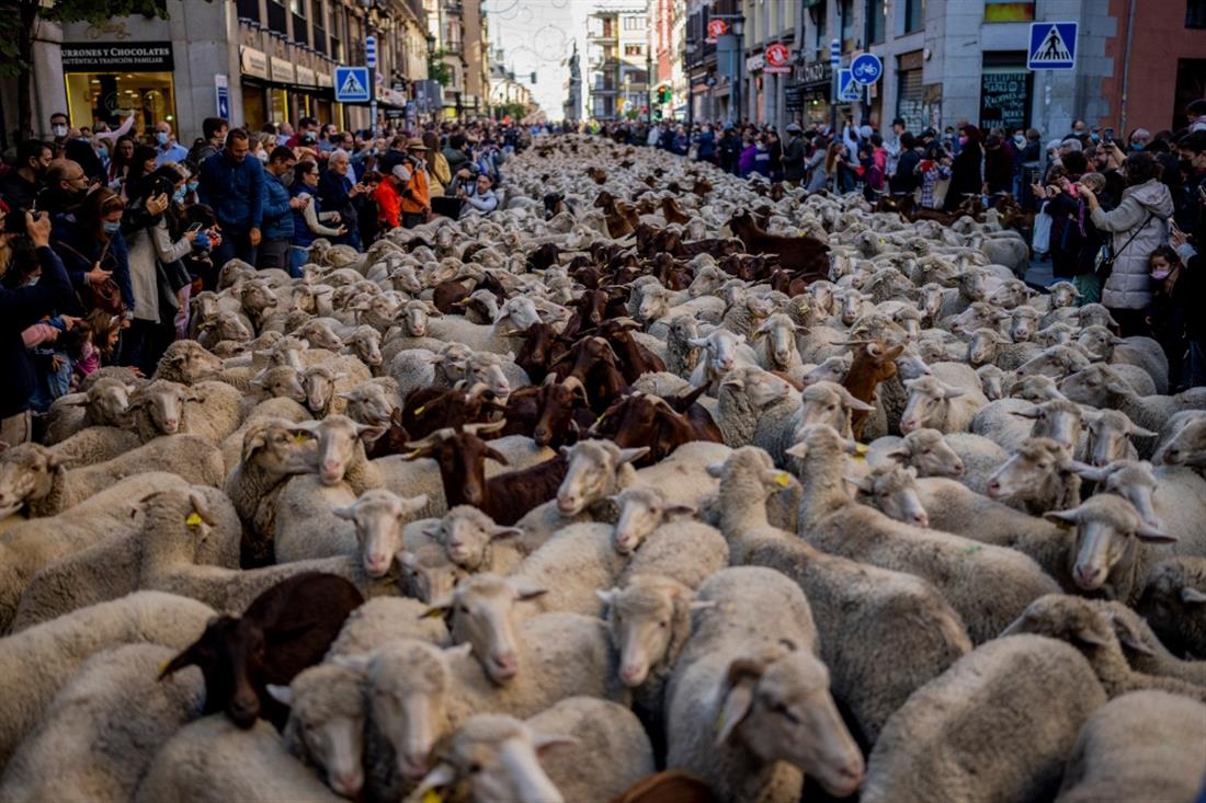 Μαδρίτη - πρόβατα