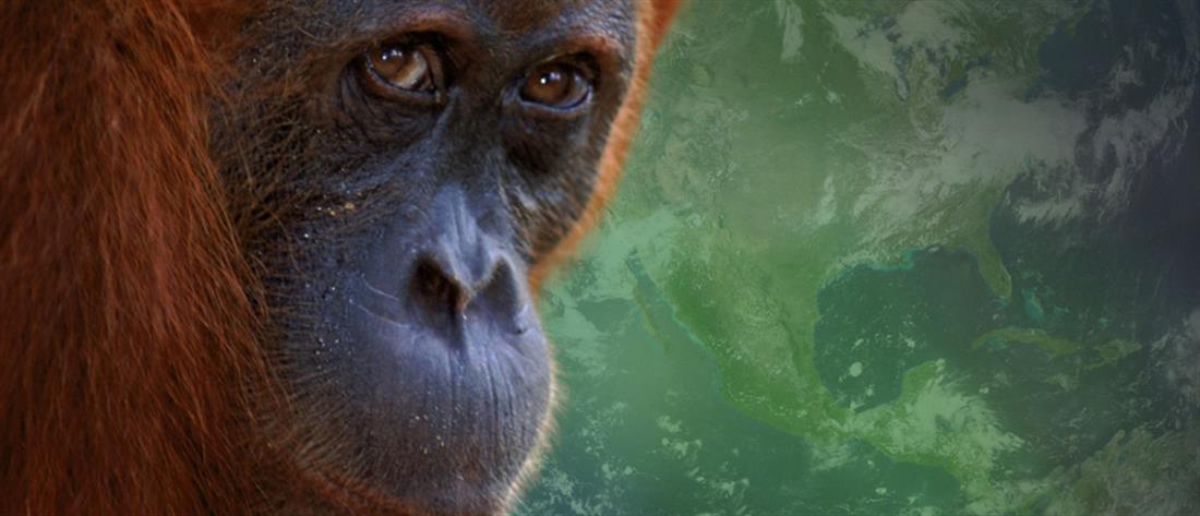 Αττικό Ζωολογικό Πάρκο: Θανατώθηκε χιμπατζής που το έσκασε από το κλουβί του