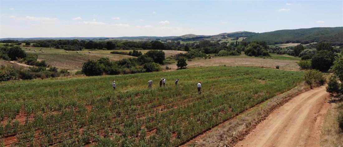 Κομισιόν: Κατατέθηκε ελληνική πρόταση για έκτακτη οικονομική ενίσχυση σε αγρότες