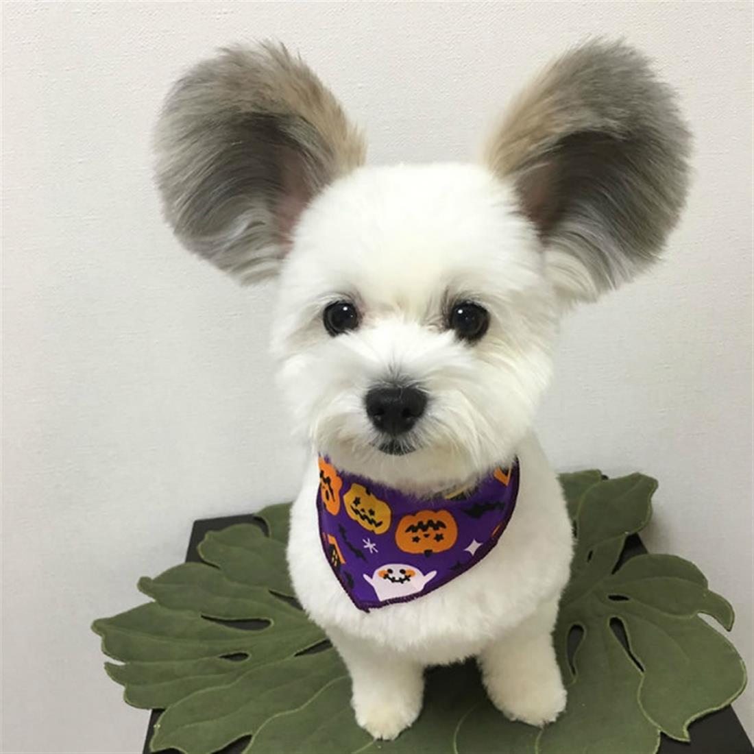 Σκύλος με αυτιά σαν του Μίκι Μάους
