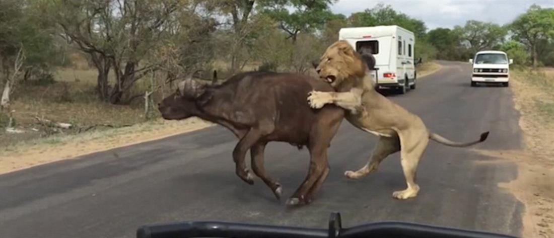 Εθνικό πάρκο Κρούγκερ - Νότια Αφρική - Λιοντάρια - βουβάλι - επίθεση