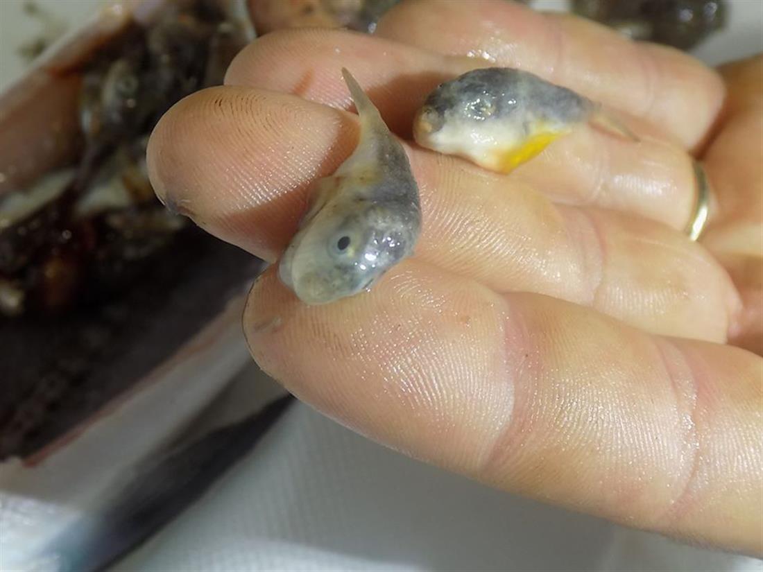 Κρήτη - ψάρι - λαγοκέφαλοι