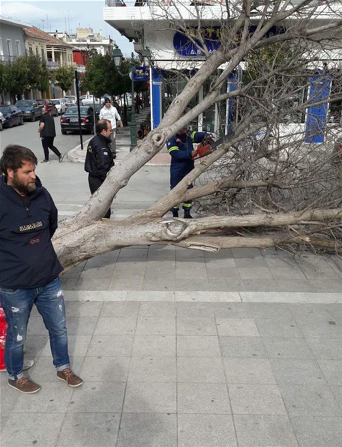 αέρας - δέντρο - ξεριζώθηκε - Φάρσαλα