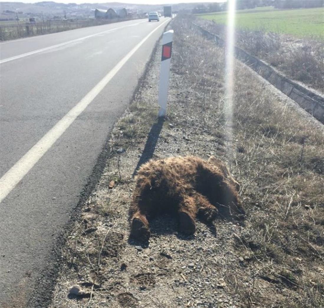 Νεκρό αρκουδάκι - Κοζάνη