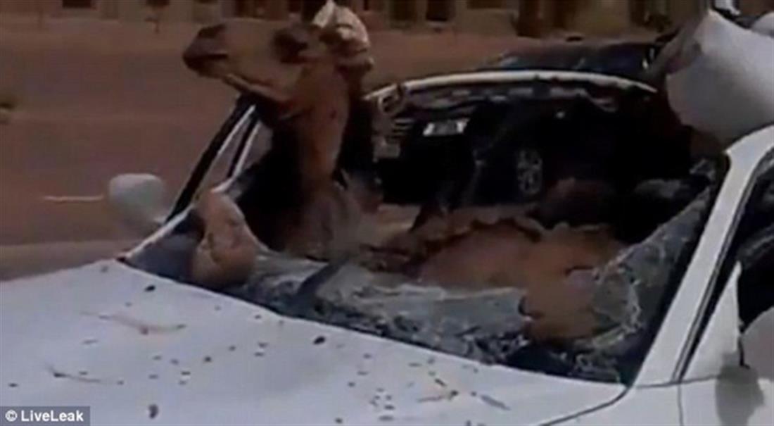 Σαουδική Αραβία - τρακάρισμα - καμήλα