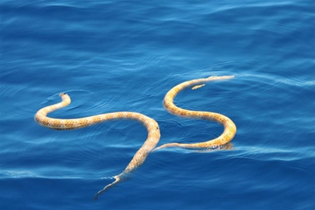 Αυστραλία - θαλάσσιο πάρκο Ningaloo - θαλάσσια φίδια