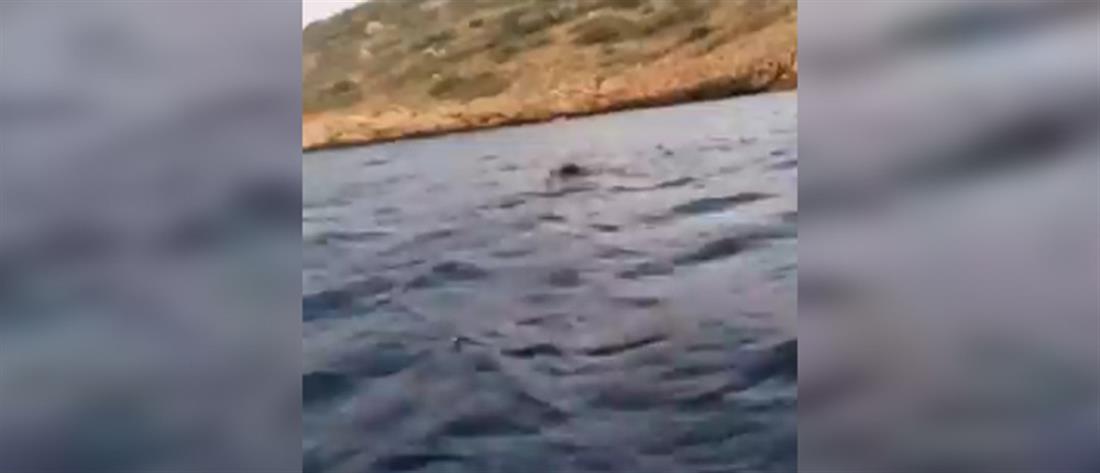 Αγριογούρουνο κολυμπάει στο Πόρτο Ράφτη (βίντεο)