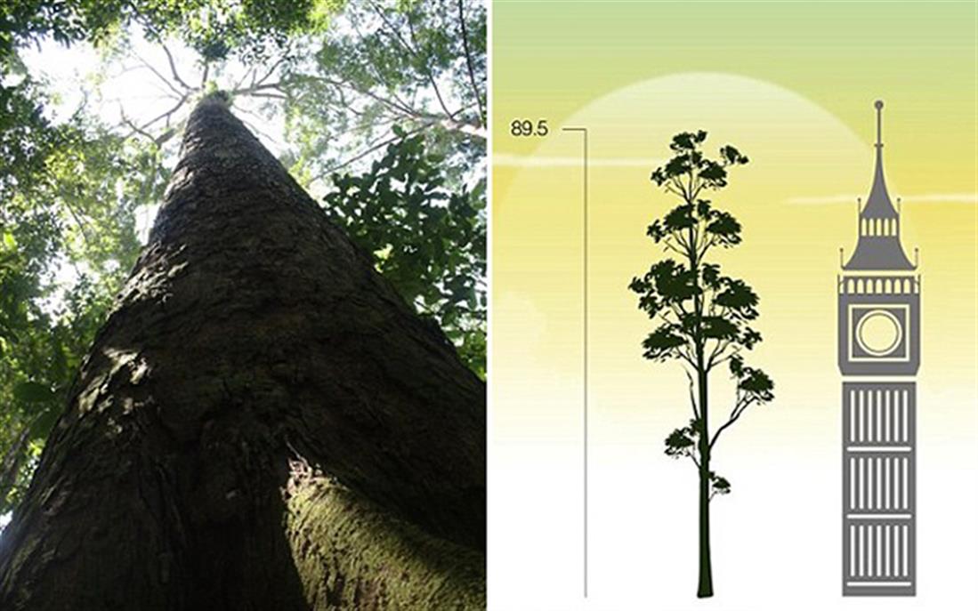 Μαλαισία - τροπικό δέντρο - ψηλότερο δέντρο - 89,5 μέτρα