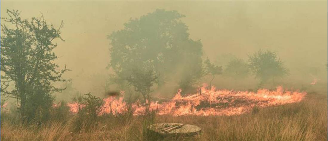 Φωτιά στη Μεσσηνία: μάχη για να μείνουν οι φλόγες μακριά από οικισμούς