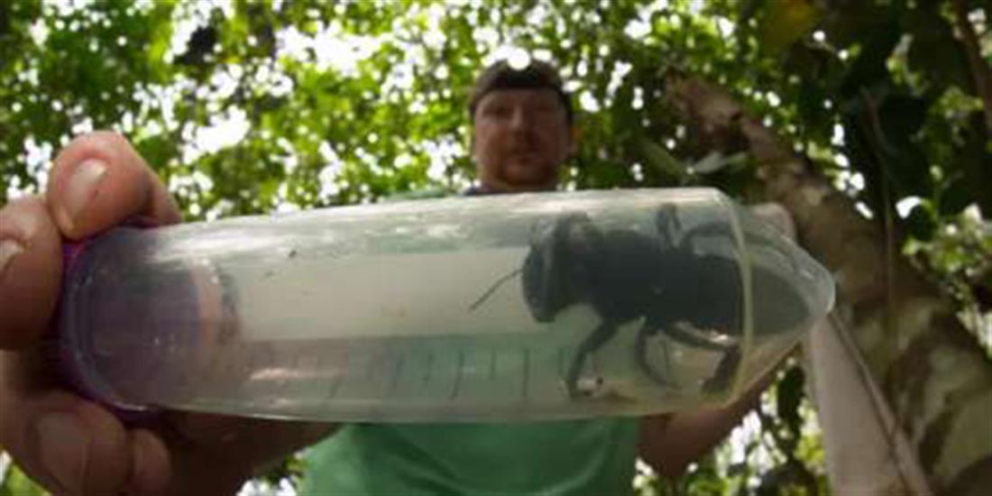 Μεγαλύτερη μέλισσα του κόσμου - Ινδονησία