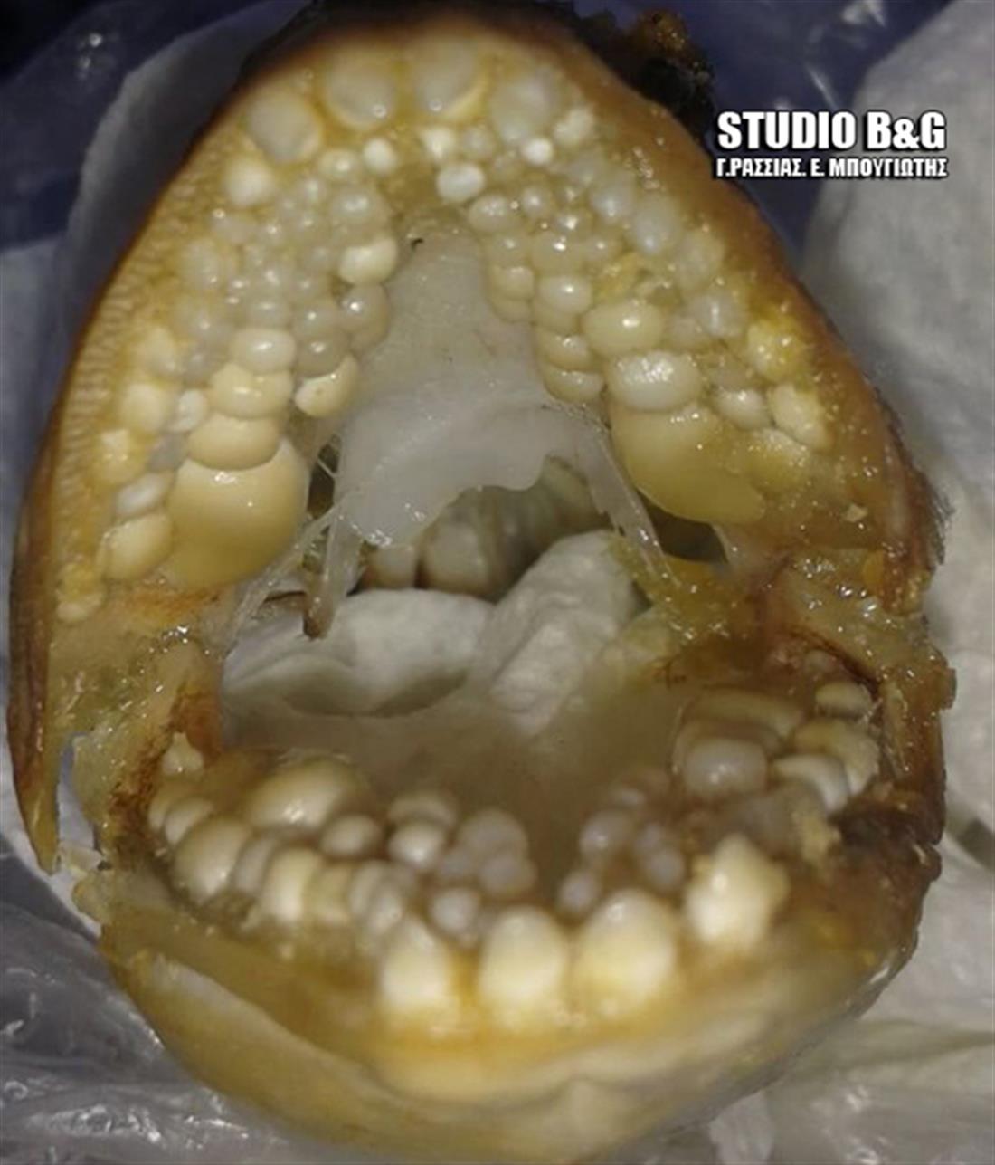 Ψάρι - ανθρώπινα δόντια - Αργολίδα