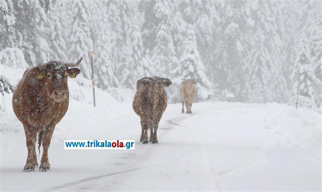 χιόνια - χιονοδρομικό κέντρο Περτουλίου - αγελάδες