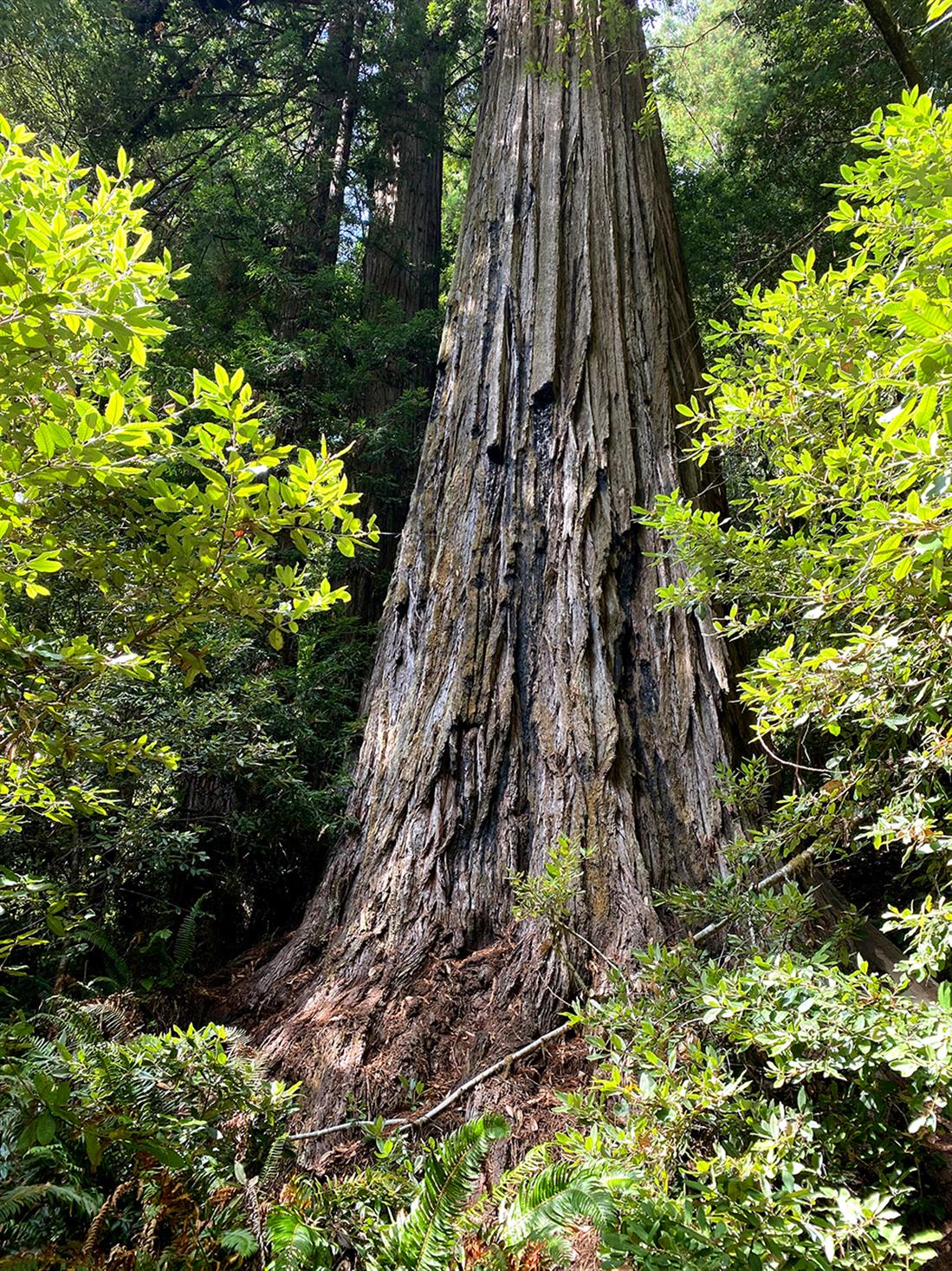 AP - Καλιφόρνια - ψηλότερο δέντρο στον κόσμο