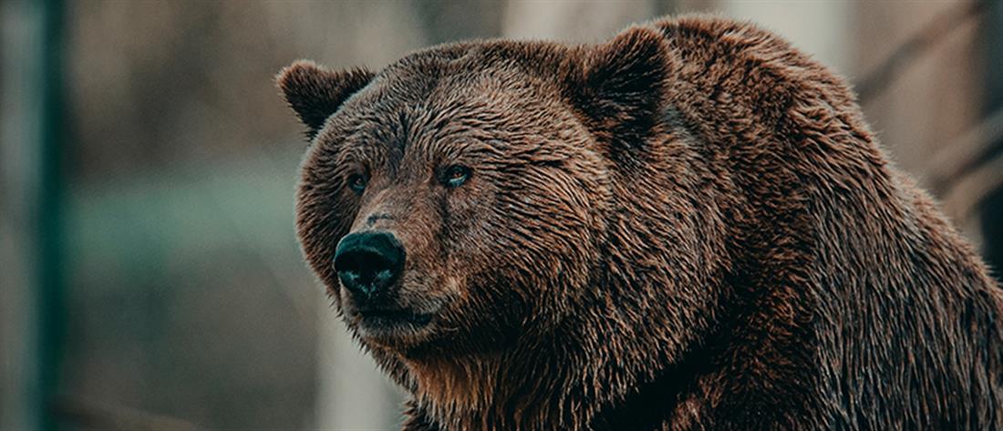 Αρκούδα σκότωσε 57χρονο στα Όρη Τάτρα
