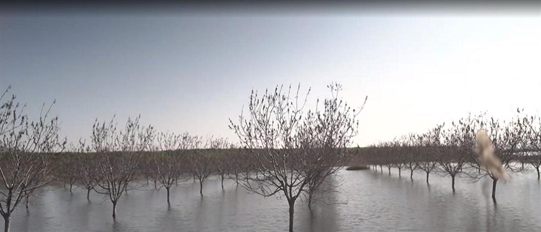 Λίμνη Κάρλα - καλλιέργειες - δελτίο ΑΝΤ1