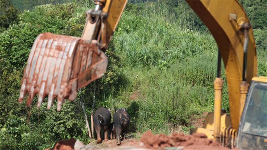 Κίνα - ελέφαντες - διάσωση - εκσκαφέας