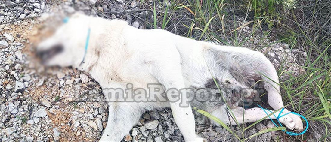 Κακοποίηση ζώου - Στυλίδα: βασάνισαν και σκότωσαν σκύλο (σκληρές εικόνες)