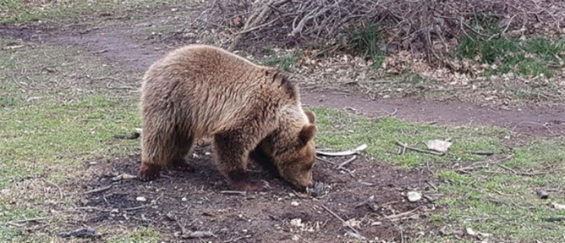 Αρκουδάκι κατανάλωσε μεγάλη ποσότητα μελιού με παραισθησιογόνες ουσίες (βίντεο)