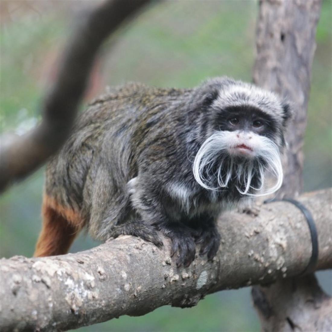 Ντάλας - πίθηκος - Ζωολογικός Κήπιος