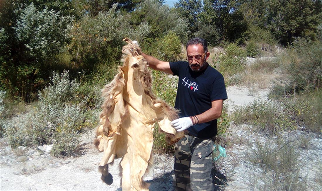 Τροχαίο δυστύχημα - Κλειδί Αμυνταίου - αρκούδα