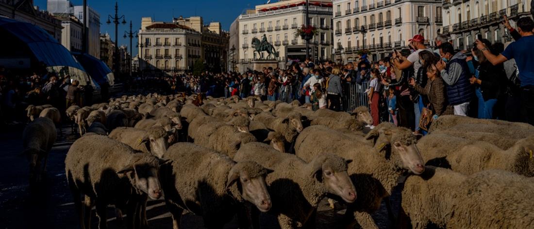 Μαδρίτη: Με πρόβατα γέμισαν οι δρόμοι (εικόνες)