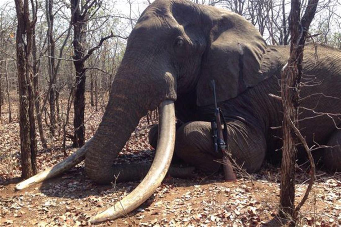 Γερμανός - κυνηγός - σκότωσε - μεγαλύτερο ελέφαντα -  Αφρική