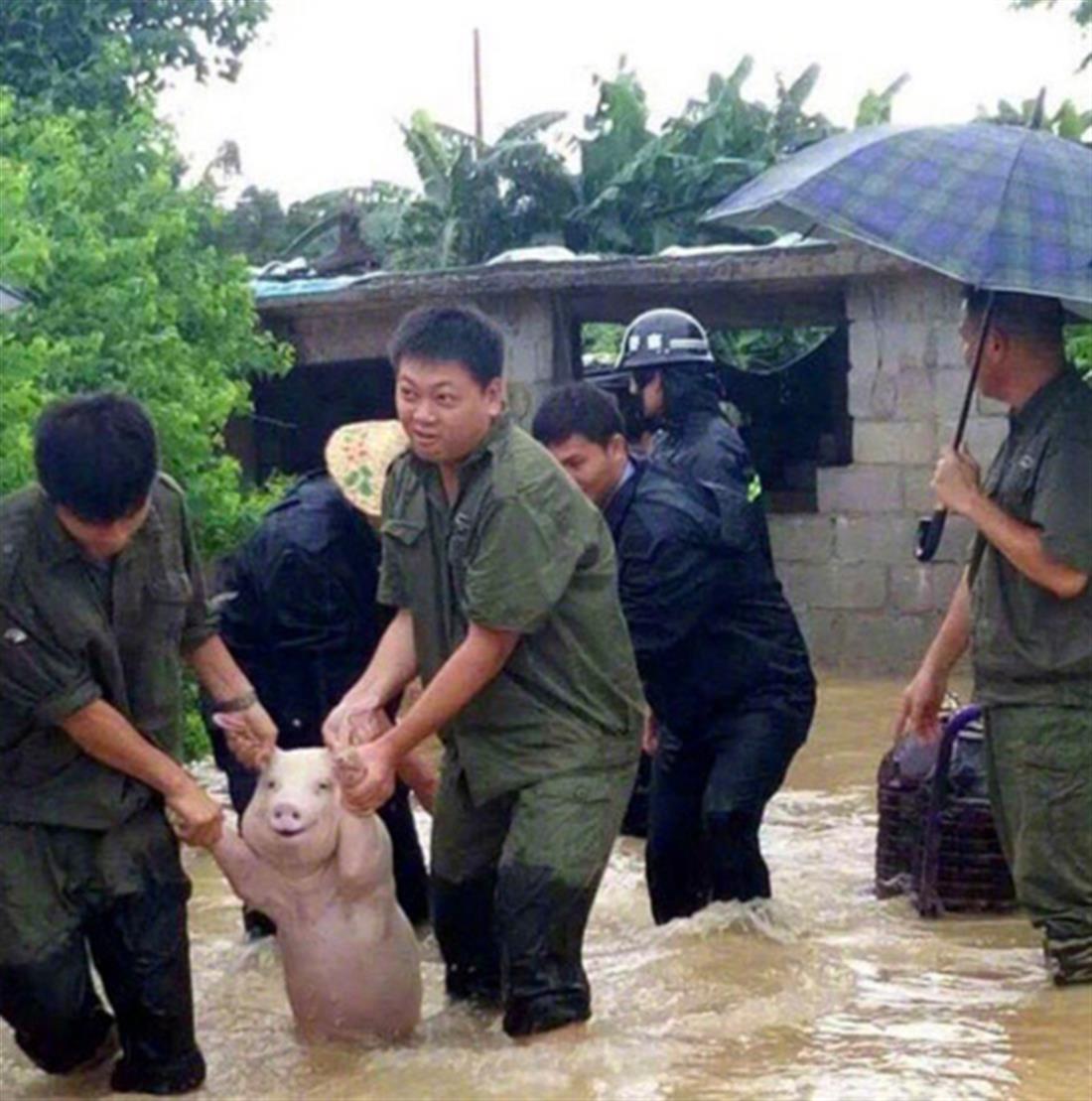 Γουρούνι - χαμόγελο - διάσωση - Κίνα