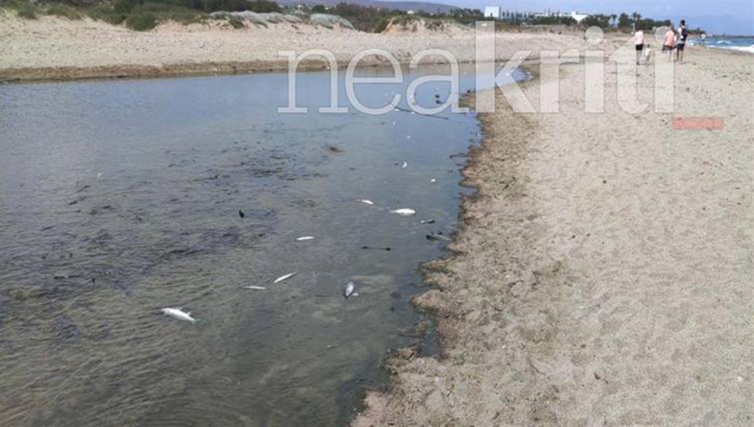 Κρήτη - Ηράκλειο - νεκρά ψάρια - ποταμός
