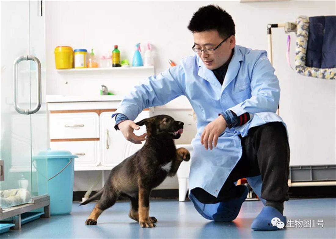 Κίνα - επιστήμονες - κλωνοποίηση - αστυνομικός σκύλος