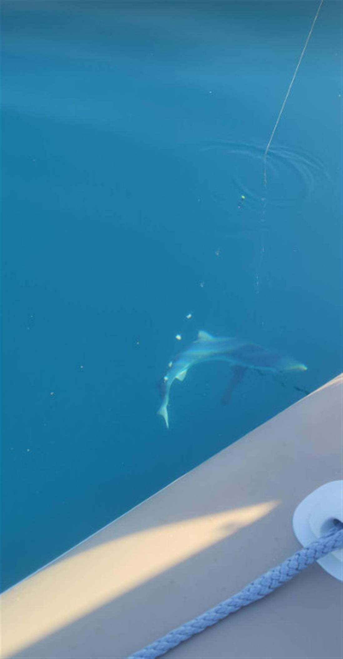Αιτωλοακαρνανία - καρχαρίας